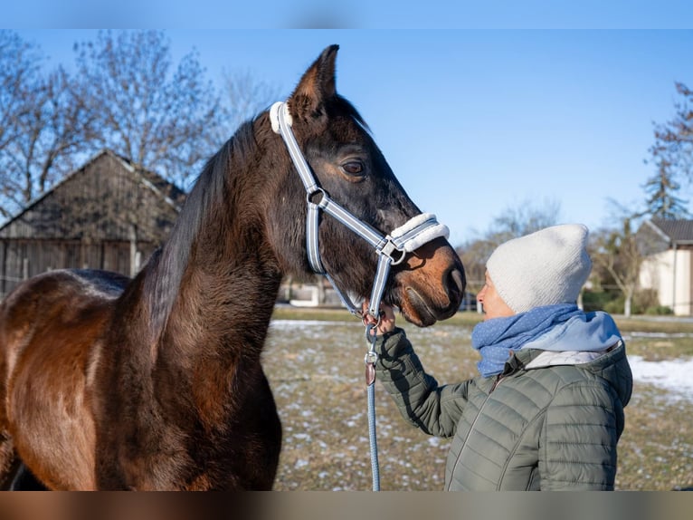 Poni alemán Mestizo Caballo castrado 16 años 160 cm Castaño oscuro in Immendorf
