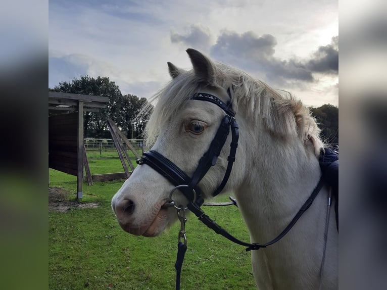 Poni alemán Mestizo Caballo castrado 17 años 117 cm Cremello in Bippen