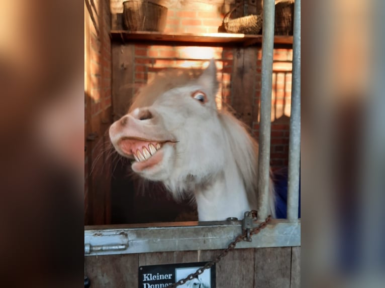 Poni alemán Mestizo Caballo castrado 17 años 117 cm Cremello in Bippen