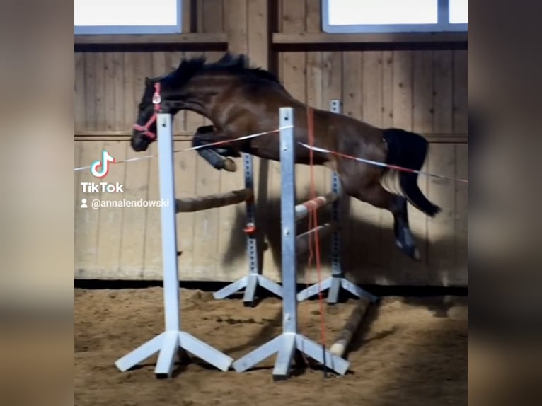 Poni alemán Mestizo Caballo castrado 17 años 143 cm Negro in Bad Grönenbach