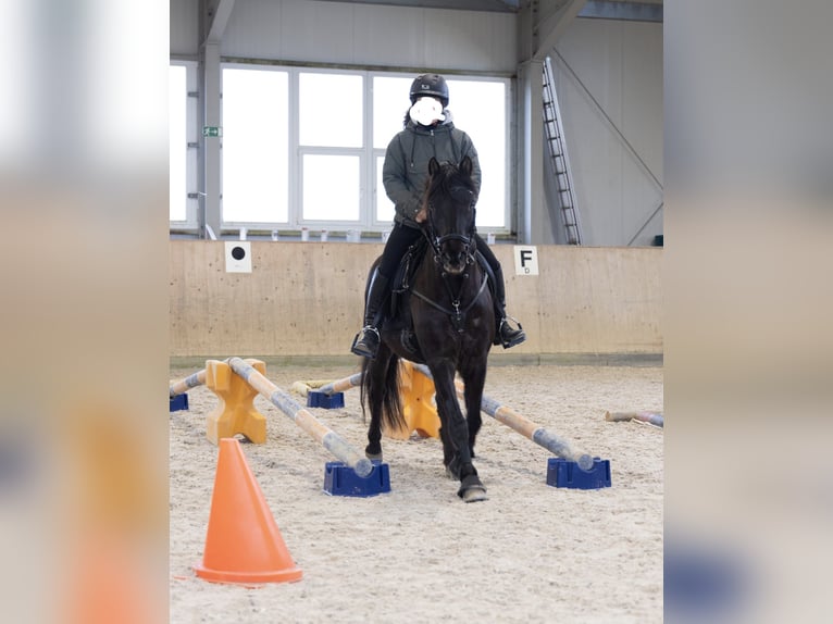 Poni alemán Mestizo Caballo castrado 17 años 143 cm Negro in Bad Grönenbach