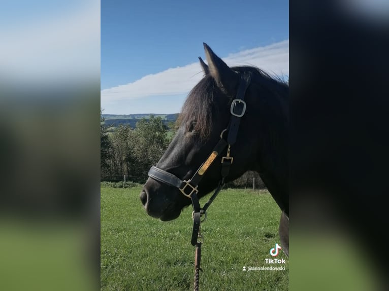 Poni alemán Mestizo Caballo castrado 17 años 143 cm Negro in Bad Grönenbach