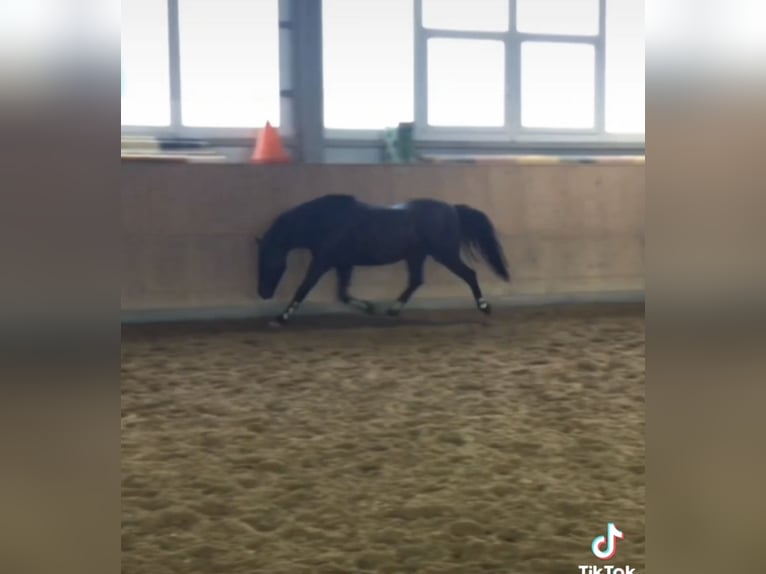 Poni alemán Mestizo Caballo castrado 17 años 143 cm Negro in Bad Grönenbach
