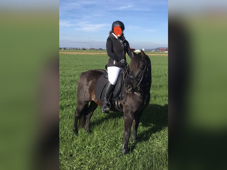 Poni alemán Mestizo Caballo castrado 17 años 143 cm Negro in Bad Grönenbach