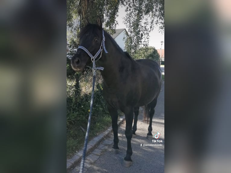 Poni alemán Mestizo Caballo castrado 17 años 143 cm Negro in Bad Grönenbach