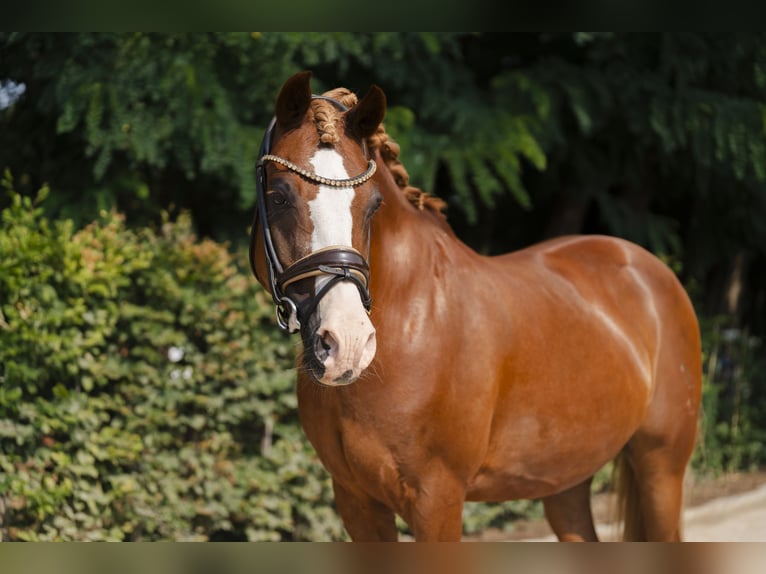 Poni alemán Caballo castrado 17 años 145 cm Alazán-tostado in Stahnsdorf