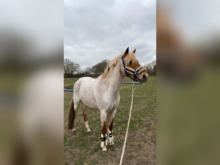 Poni alemán Caballo castrado 17 años 145 cm Tordo ruano in Leipzig