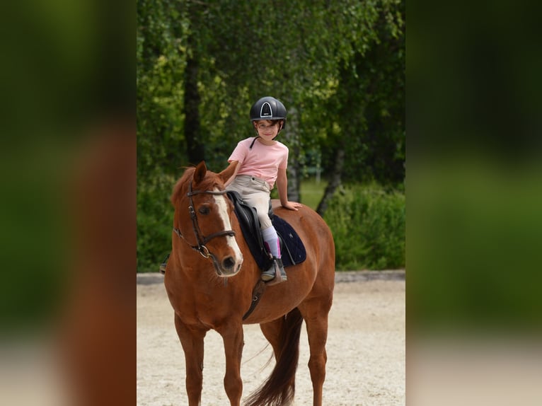 Poni alemán Caballo castrado 17 años 147 cm Alazán in Poznań