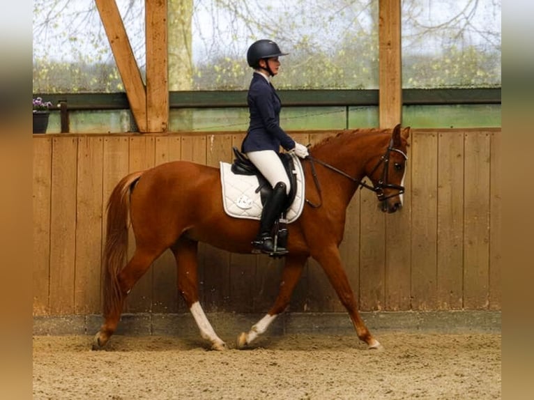 Poni alemán Caballo castrado 17 años 148 cm Alazán in Hamburg Steilshoop