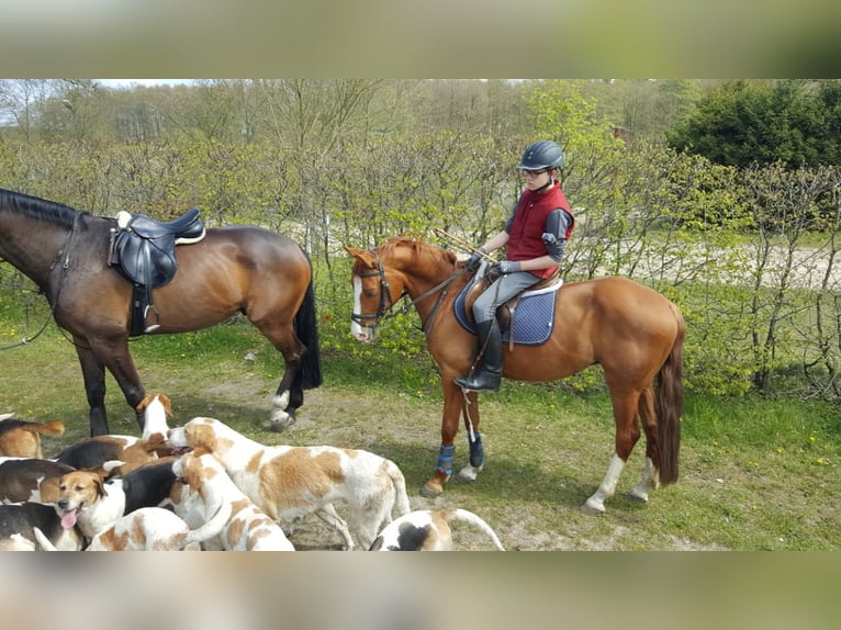 Poni alemán Caballo castrado 17 años 148 cm Alazán in Dötlingen