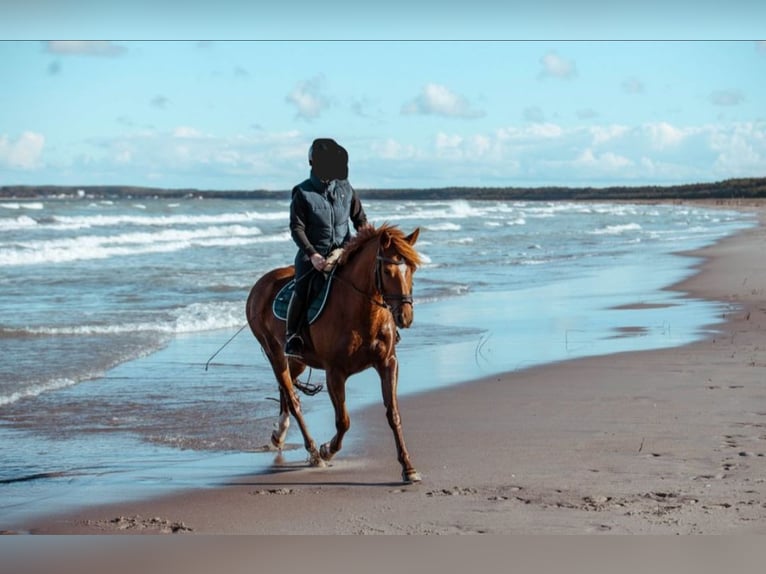 Poni alemán Caballo castrado 17 años 148 cm Alazán in Blankenfelde-Mahlow