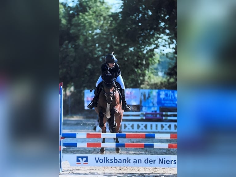 Poni alemán Caballo castrado 17 años 148 cm Castaño in Kevelaer