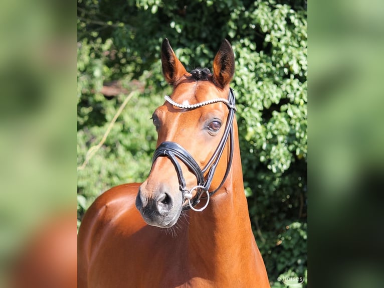 Poni alemán Caballo castrado 17 años 148 cm Castaño in Kevelaer
