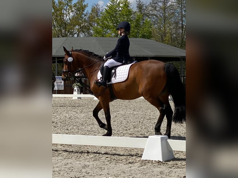 Poni alemán Caballo castrado 17 años 148 cm Castaño in Kevelaer