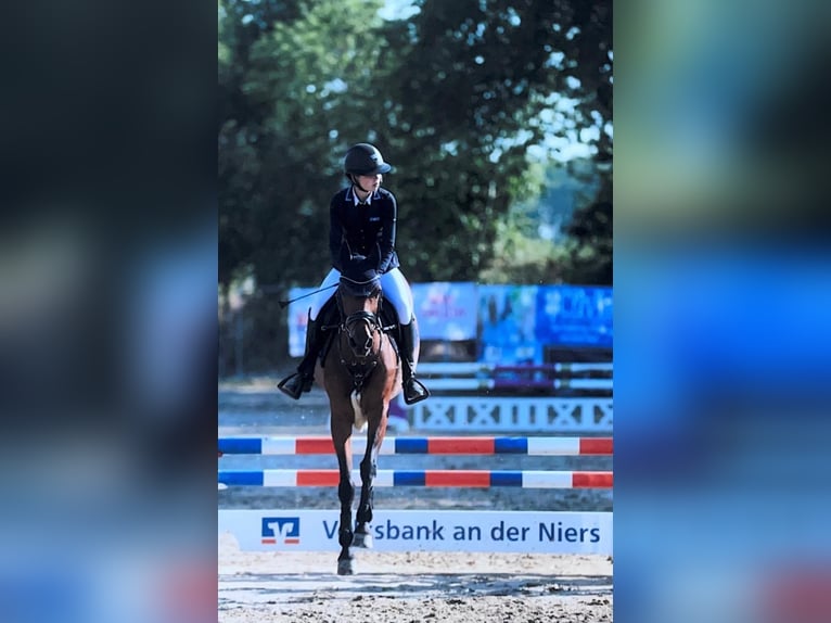 Poni alemán Caballo castrado 17 años 148 cm Castaño in Kevelaer