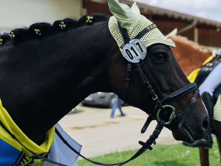 Poni alemán Caballo castrado 17 años 148 cm Castaño oscuro in Gammelsdorf