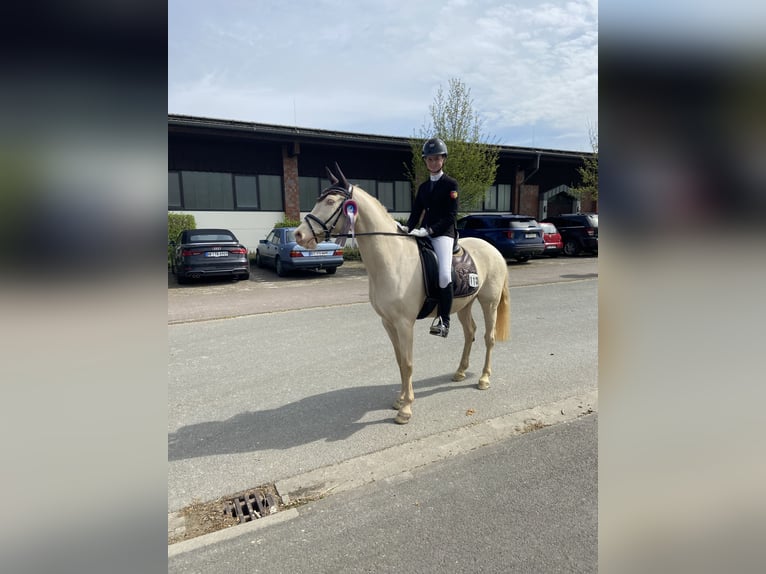 Poni alemán Caballo castrado 17 años 148 cm Cremello in Rödinghausen