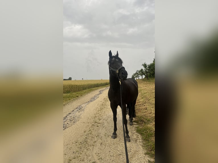 Poni alemán Caballo castrado 17 años 148 cm Negro in Tirschenreuth