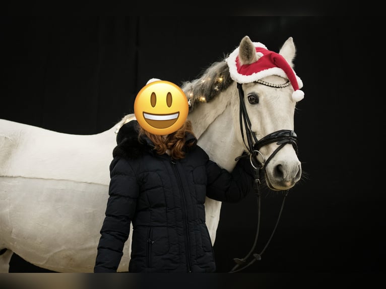 Poni alemán Caballo castrado 17 años 148 cm White/Blanco in OberhausenOberhausen