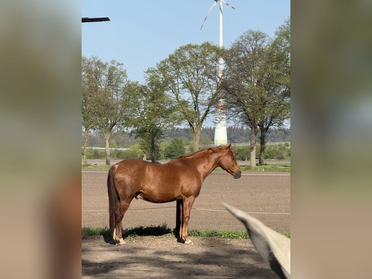 Poni alemán Caballo castrado 17 años 151 cm Alazán in Diepholz