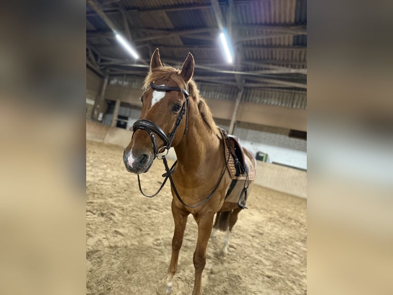 Poni alemán Caballo castrado 17 años 151 cm Alazán in Diepholz