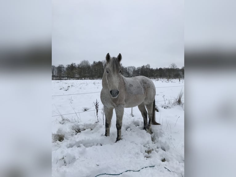 Poni alemán Caballo castrado 17 años 151 cm Tordo picazo in Visselh&#xF6;vede