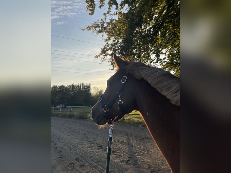 Poni alemán Mestizo Caballo castrado 17 años 154 cm Alazán in Tornesch