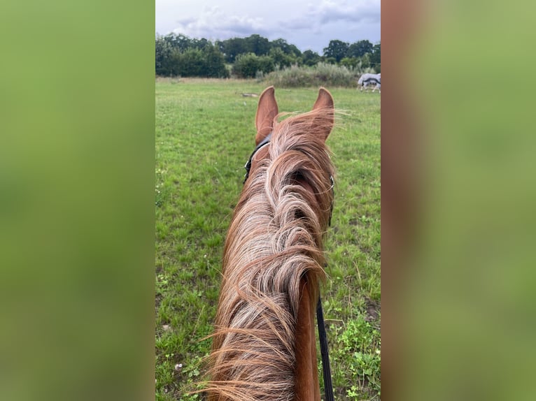 Poni alemán Mestizo Caballo castrado 17 años 154 cm Alazán in Tornesch