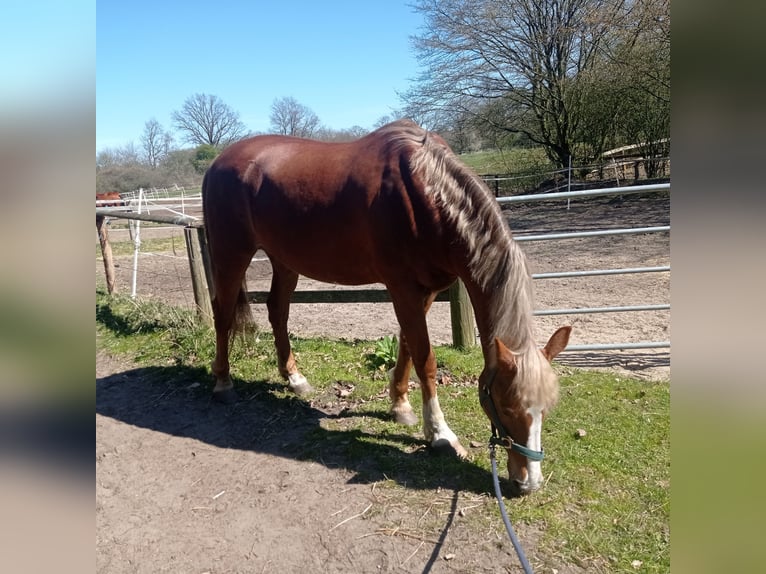 Poni alemán Mestizo Caballo castrado 17 años 154 cm Alazán in Norderstedt