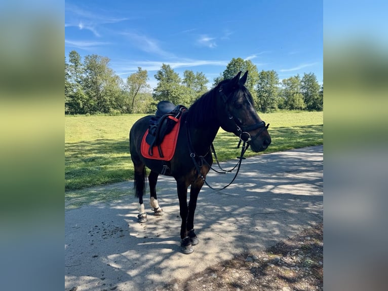 Poni alemán Caballo castrado 17 años 154 cm Castaño oscuro in Aßlar