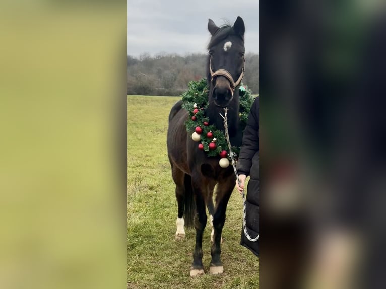 Poni alemán Caballo castrado 17 años 154 cm Castaño oscuro in Aßlar