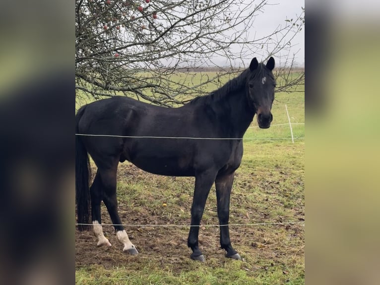 Poni alemán Caballo castrado 17 años 154 cm Castaño oscuro in Aßlar