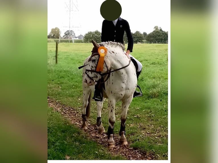 Poni alemán Mestizo Caballo castrado 18 años 127 cm Atigrado/Moteado in Londerzeel