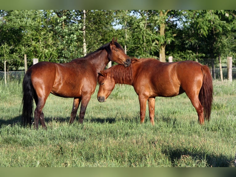 Poni alemán Mestizo Caballo castrado 18 años 140 cm Alazán in Metelen