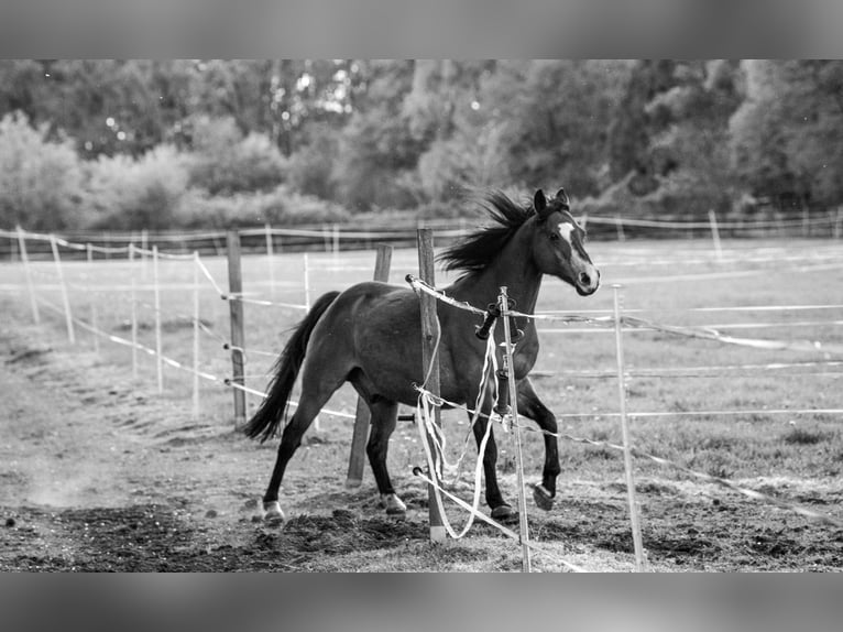 Poni alemán Caballo castrado 18 años 143 cm Castaño oscuro in Wedel