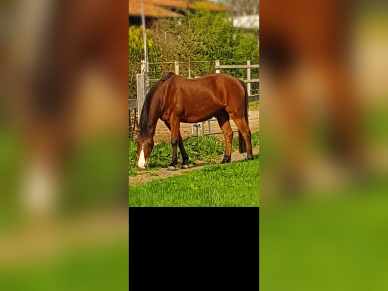 Poni alemán Caballo castrado 18 años 146 cm Castaño in Dassel