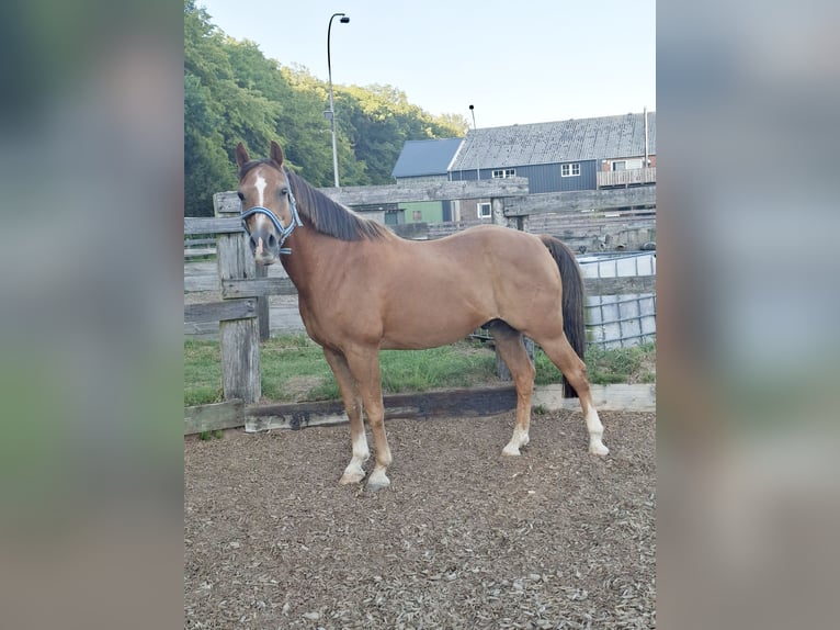 Poni alemán Caballo castrado 18 años 146 cm Castaño in Pronstorf
