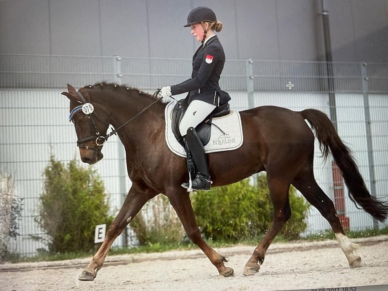 Poni alemán Caballo castrado 18 años 148 cm Alazán-tostado in N&#xFC;rnberg