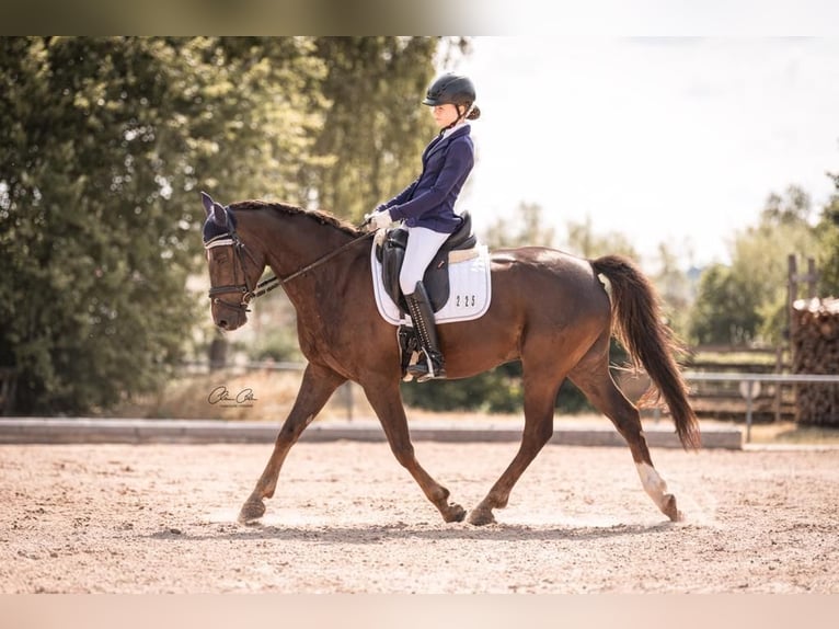 Poni alemán Caballo castrado 18 años 148 cm Alazán-tostado in N&#xFC;rnberg