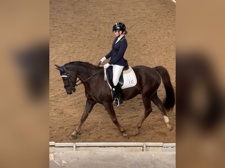 Poni alemán Caballo castrado 18 años 148 cm Alazán-tostado in N&#xFC;rnberg