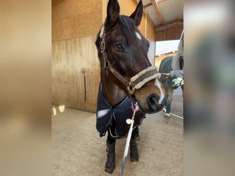 Poni alemán Caballo castrado 18 años 148 cm Castaño in Villingen-Schwenningen
