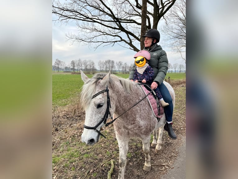 Poni alemán Caballo castrado 18 años 151 cm Tordo picazo in Visselhövede