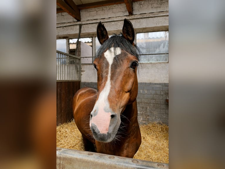 Poni alemán Caballo castrado 19 años 142 cm Castaño in Hamburg