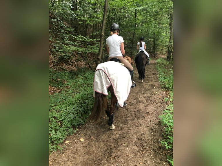 Poni alemán Caballo castrado 19 años 147 cm Alazán in Mülheim an der Ruhr