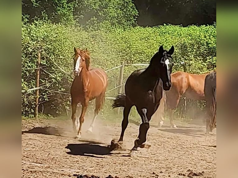 Poni alemán Caballo castrado 19 años 147 cm Alazán in Mülheim an der Ruhr