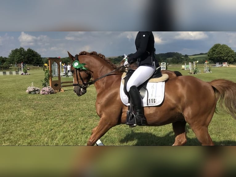 Poni alemán Caballo castrado 19 años 147 cm Alazán in Mülheim an der Ruhr