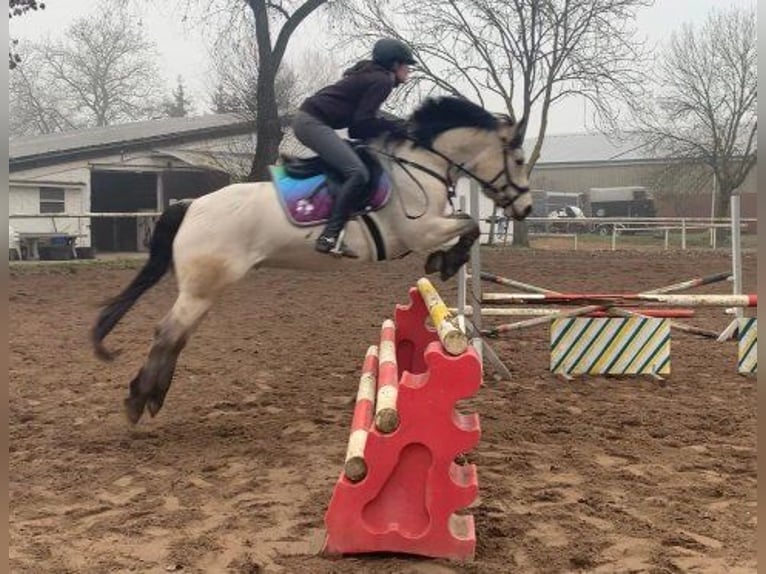 Poni alemán Caballo castrado 19 años 147 cm Bayo in Bechtheim
