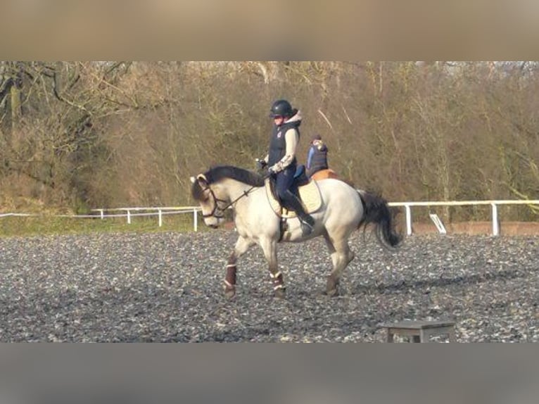 Poni alemán Caballo castrado 19 años 147 cm Bayo in Bechtheim