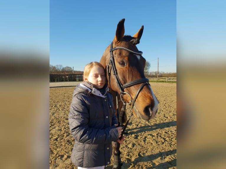 Poni alemán Caballo castrado 19 años 148 cm Castaño in Recklinghausen