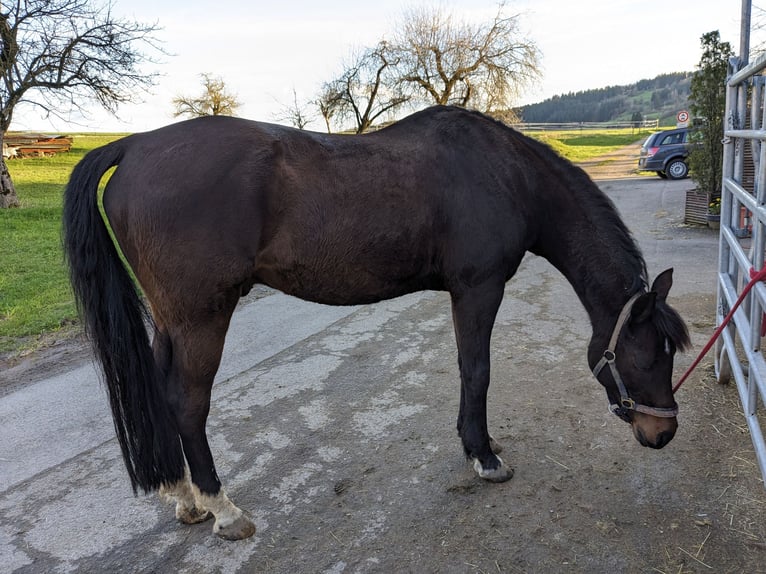 Poni alemán Caballo castrado 19 años 148 cm Castaño oscuro in Glatten